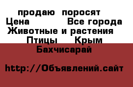 продаю  поросят  › Цена ­ 1 000 - Все города Животные и растения » Птицы   . Крым,Бахчисарай